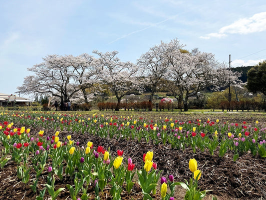 Japan Spring Travel: Enjoy Cherry Blossoms and Hanami Like a Local