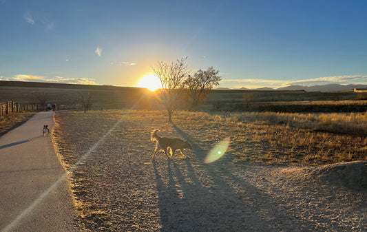 広大なドックパーク- Chatfield Dog Park