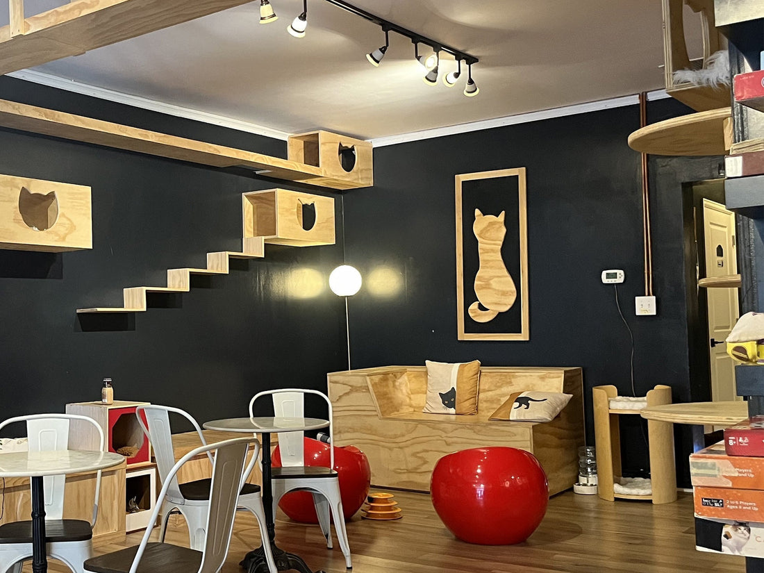 DENVER CAT COMPANY: Must-Visit Cat Café in Denver