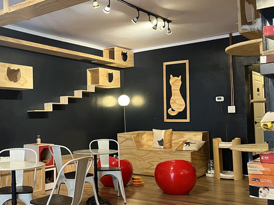 DENVER CAT COMPANY: Must-Visit Cat Café in Denver