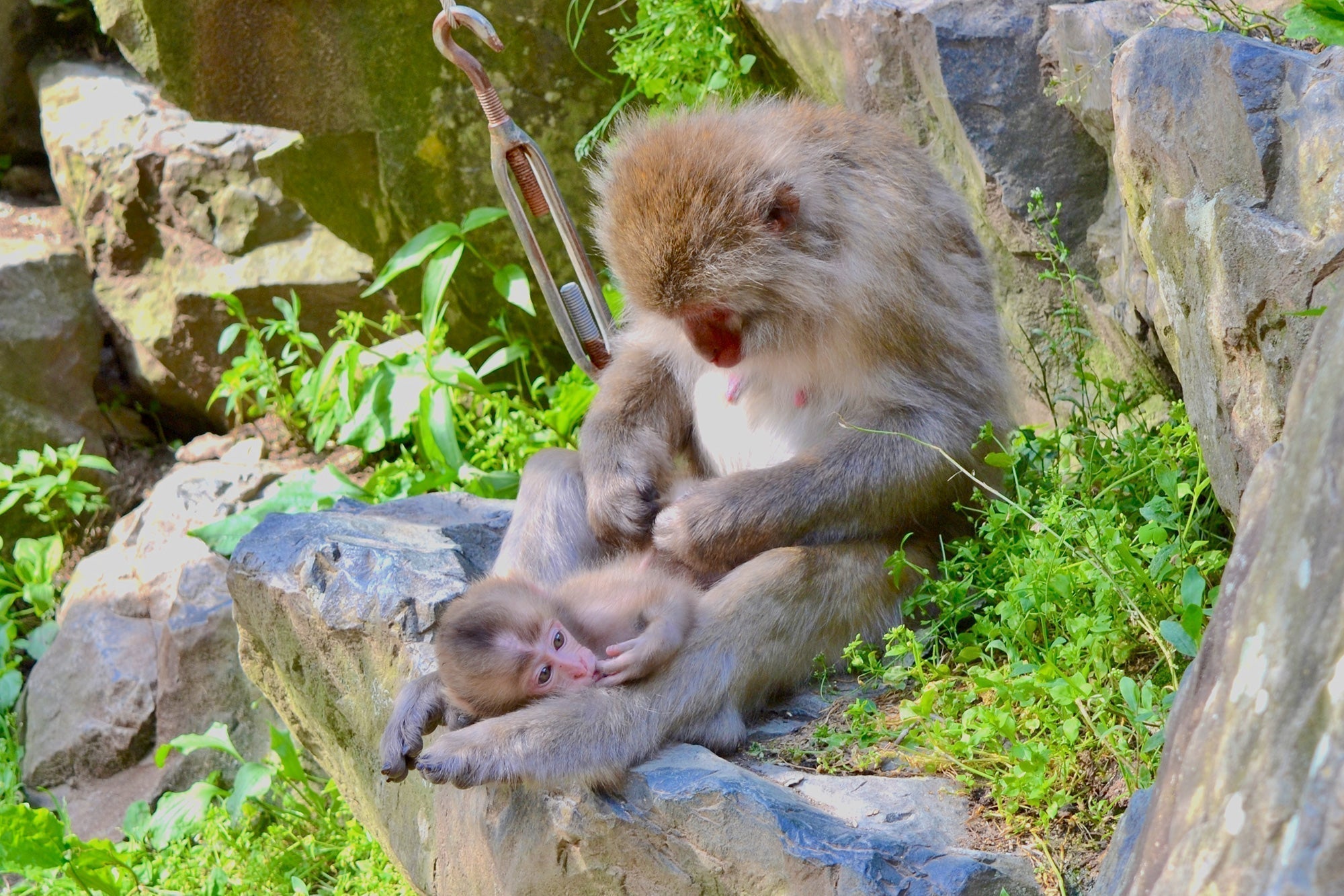 Snow Monkeys in Hot Springs: Exploring Jigokudani Monkey Park – denverjapan