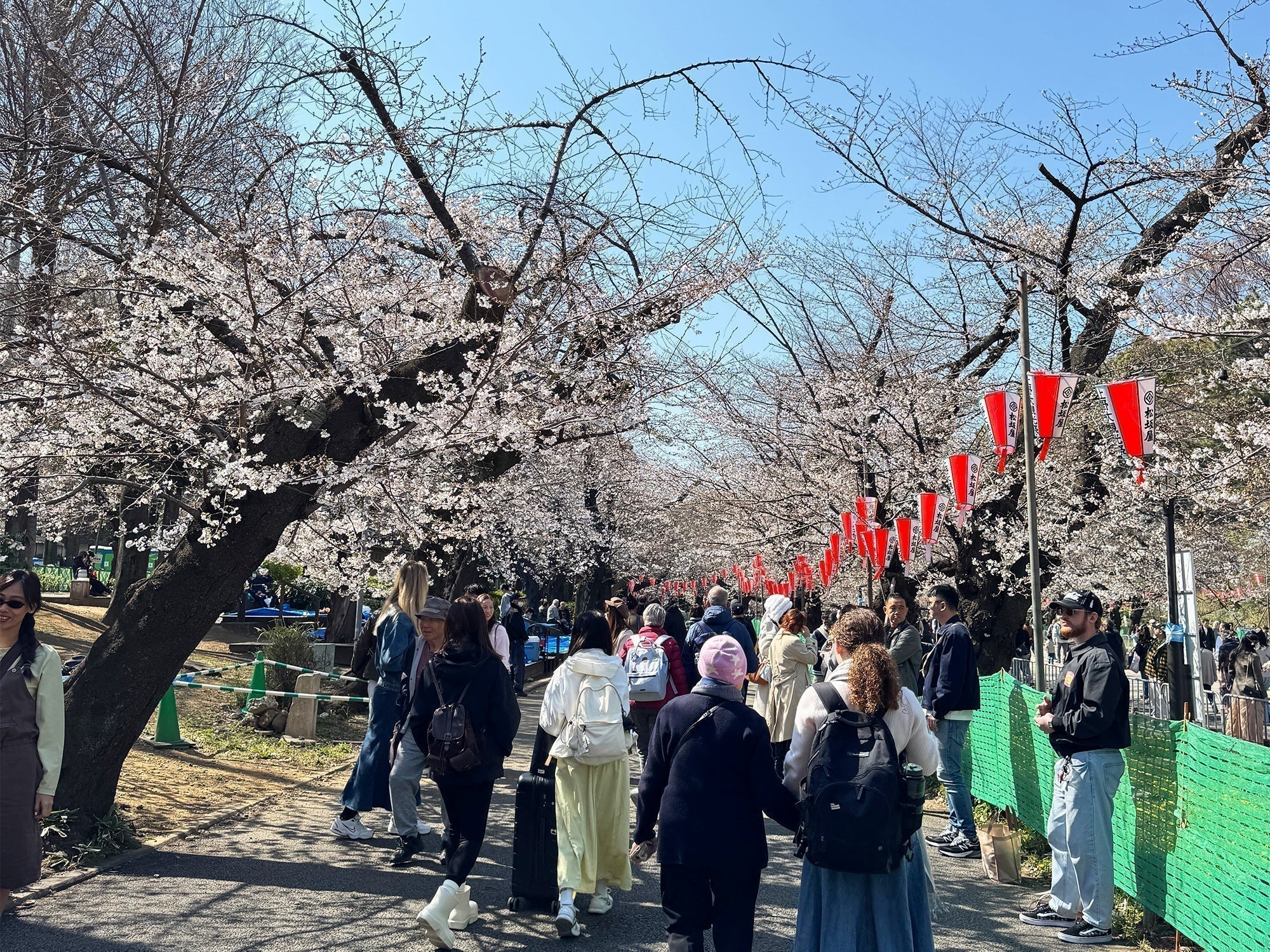 東京・上野公園 春一番の桜に出会う – denverjapan